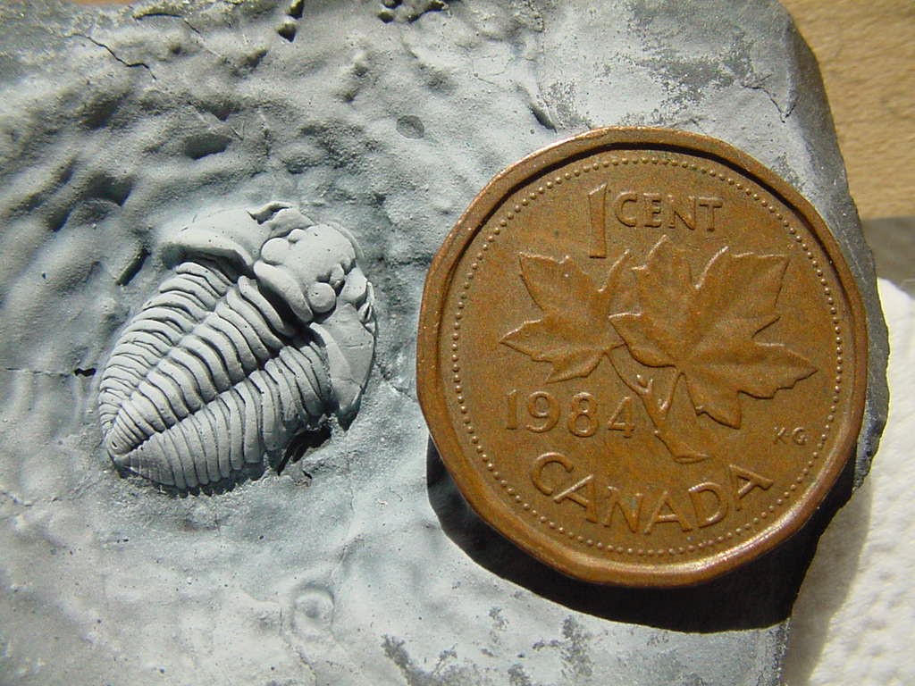 Trilobite